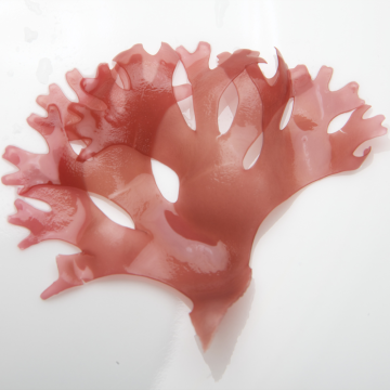 Dulse sauvage 1Kg