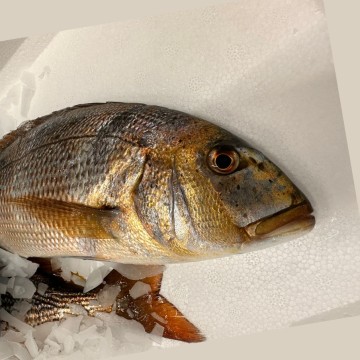 Denti 2/3kg vidé x1 pièce