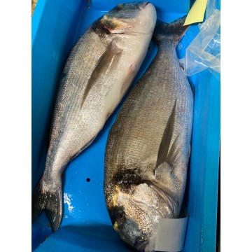 Dorade Royale sauvage...