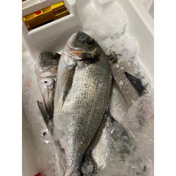 Dorade Royale sauvage 2/3kg...