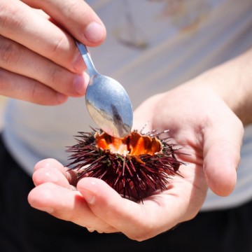 Oursins Gros de Galice -...