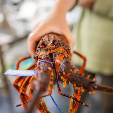 Langouste Royale vivante...