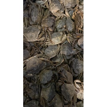 Crabes verts vivants caisse...